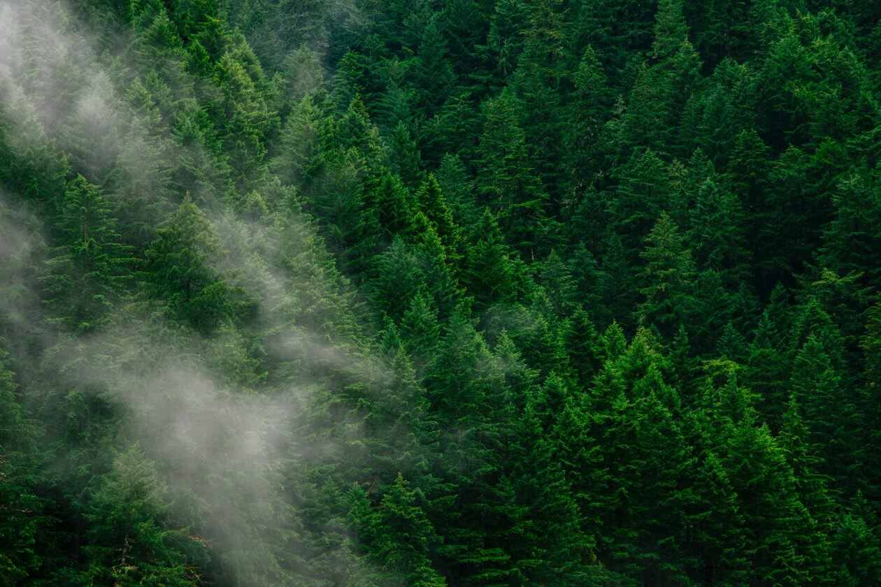 A birds view to a green forest and a fog