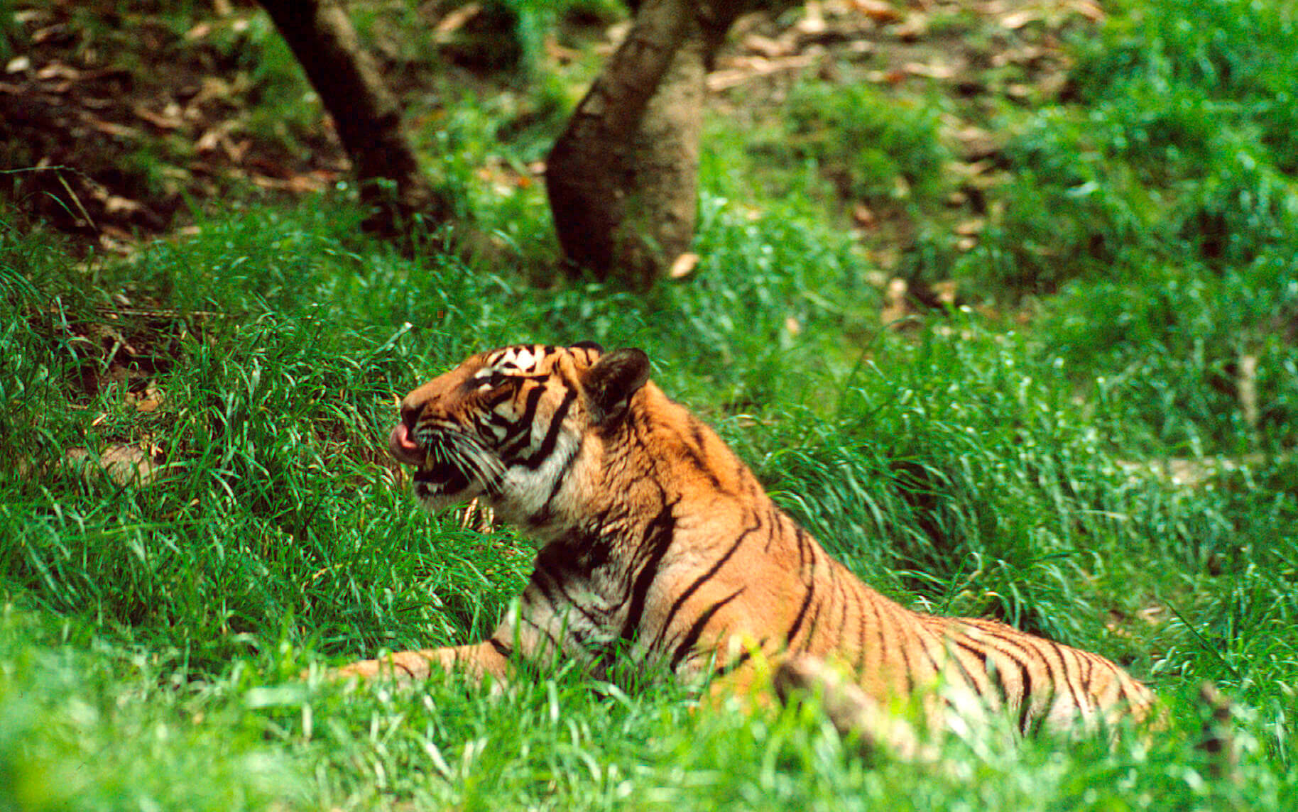 A tiger lying on the grass