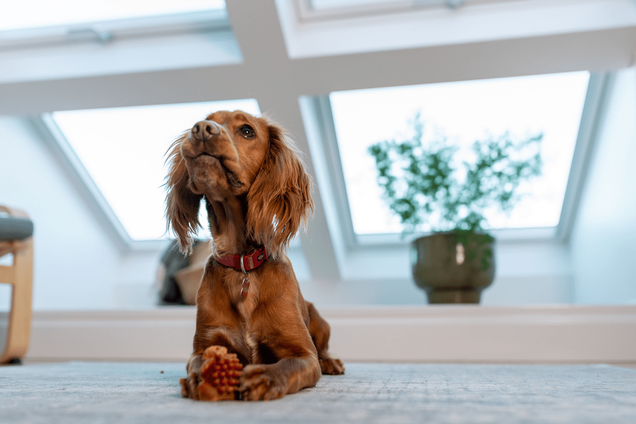 How to realise the potential of your attic space with roof windows -dog in attic room