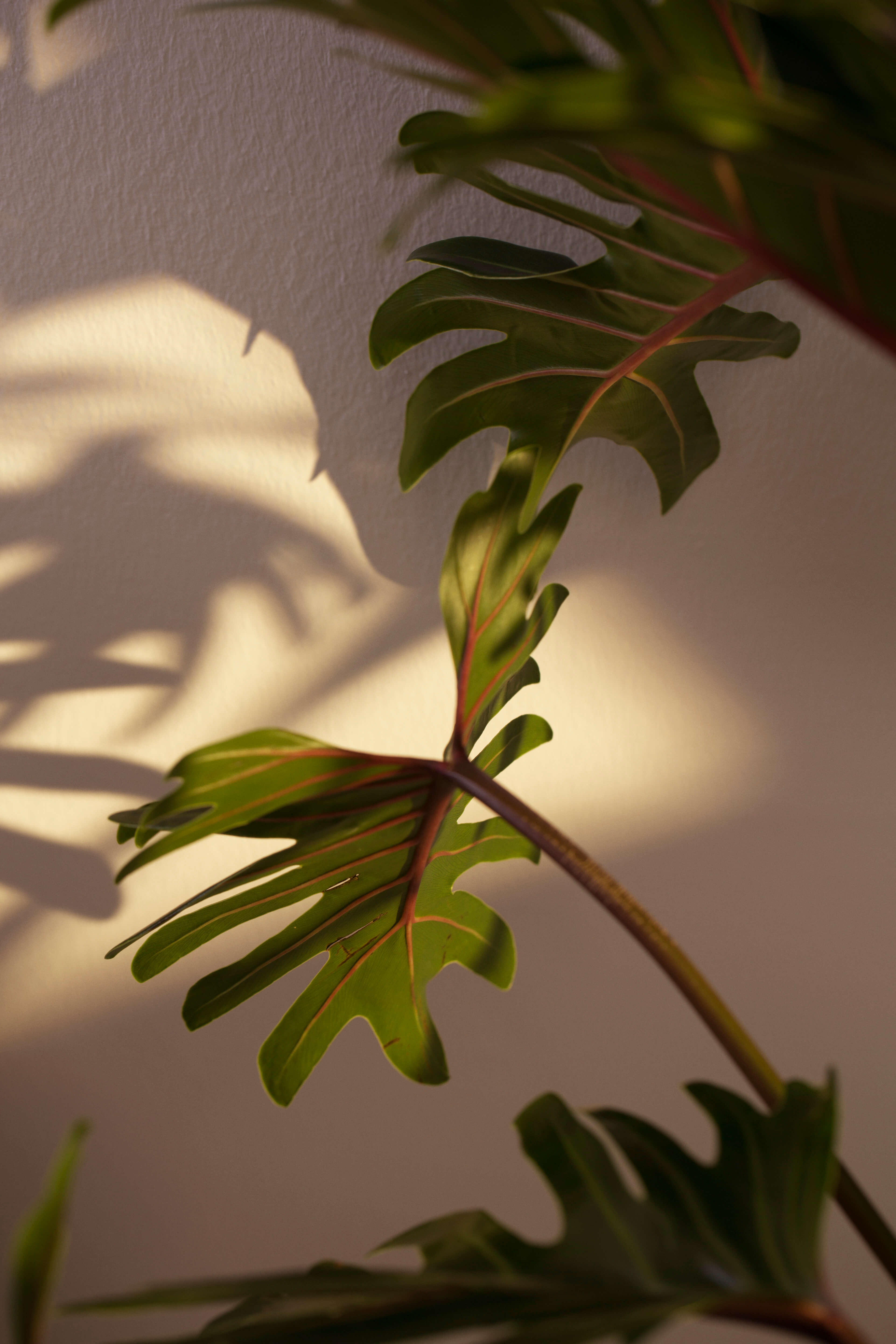 Une plante verte et son ombre