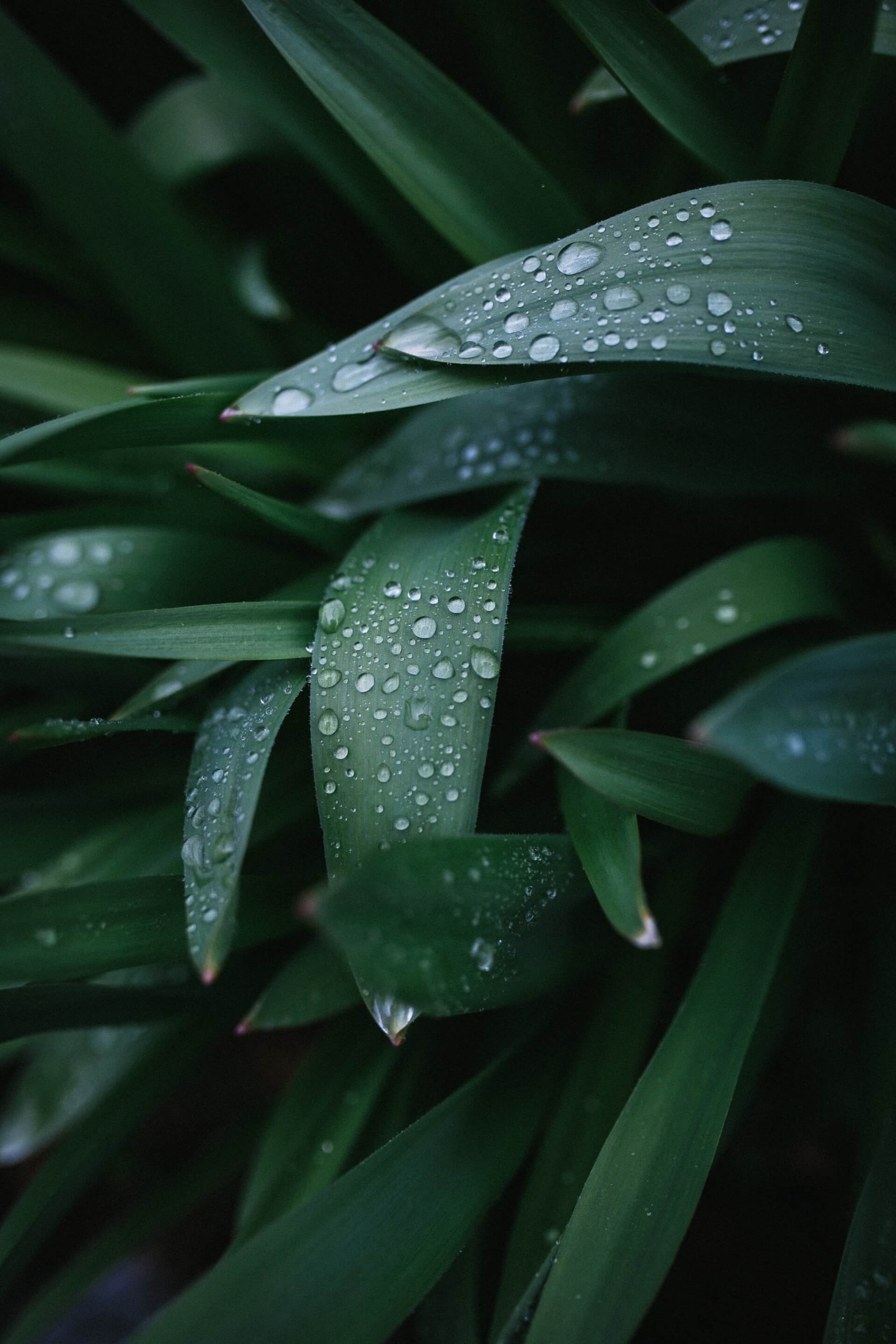 Dark green leaves with water drops on them