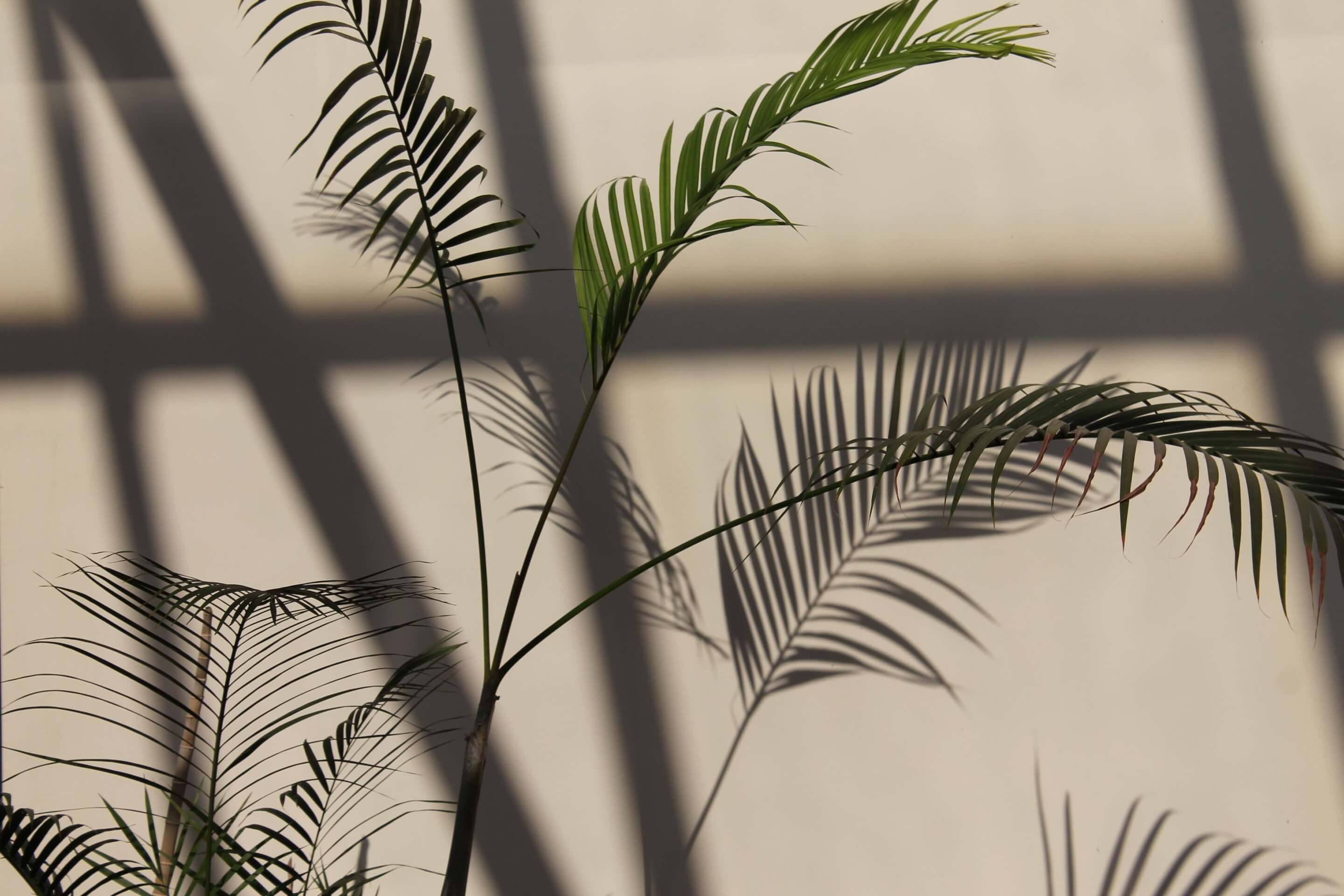 A palm leaves on a beige background and stripe shadows on the background