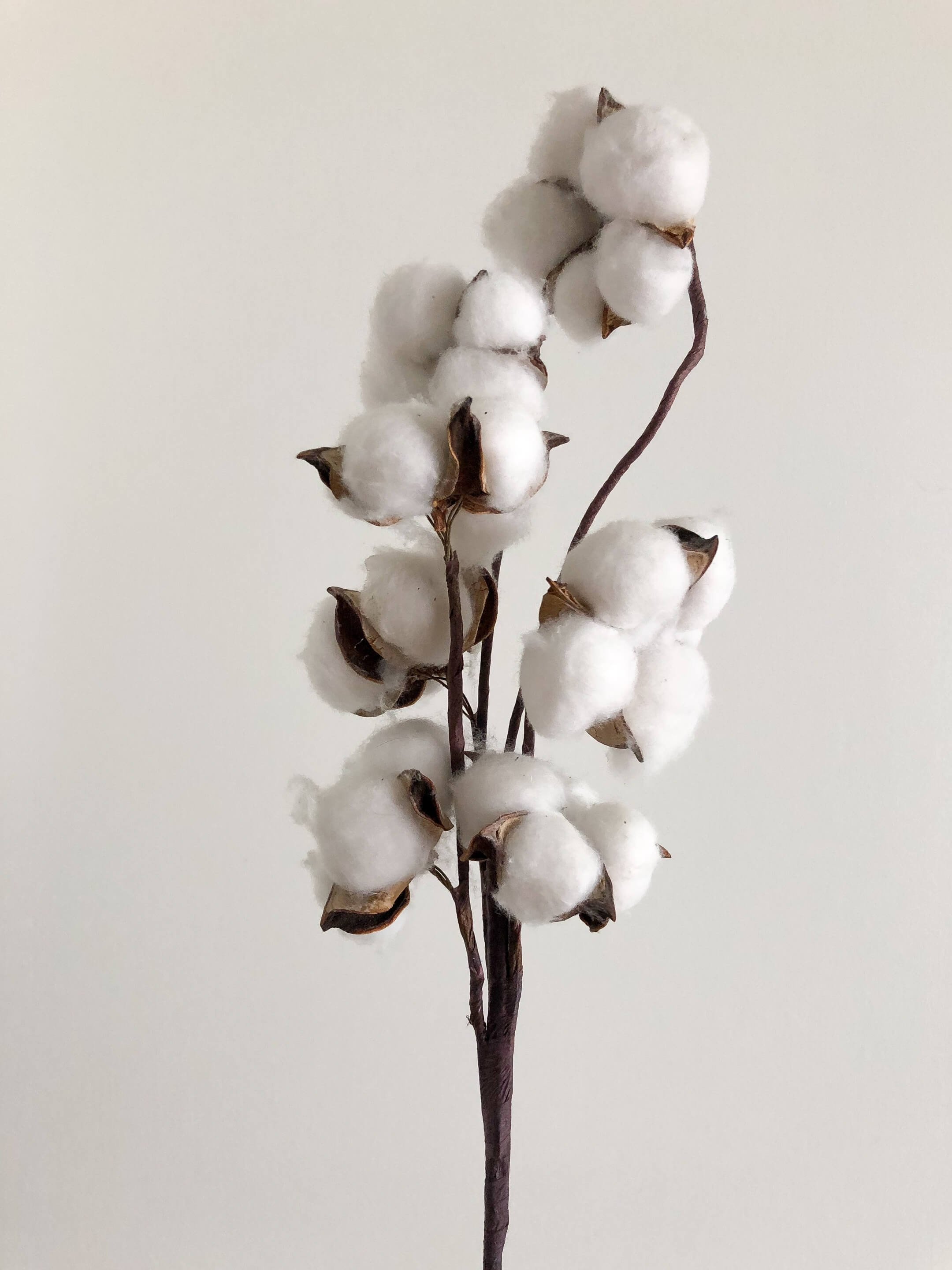 A cotton plant on a beige background