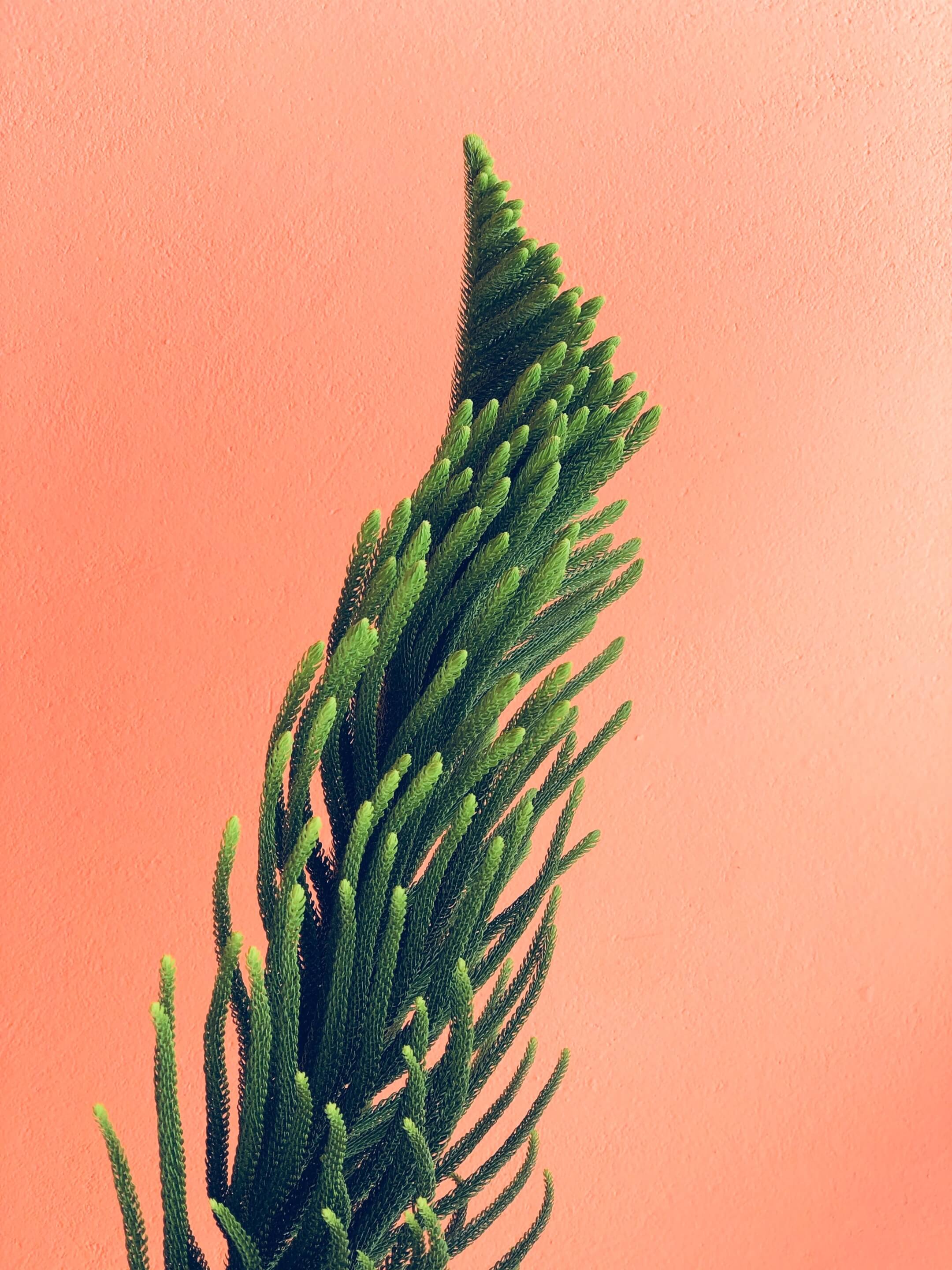 Green plant on an orange color background