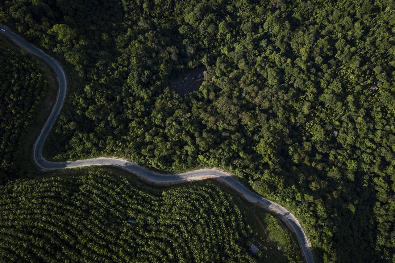 A birds view of a lush forest and a road crossing the center of it